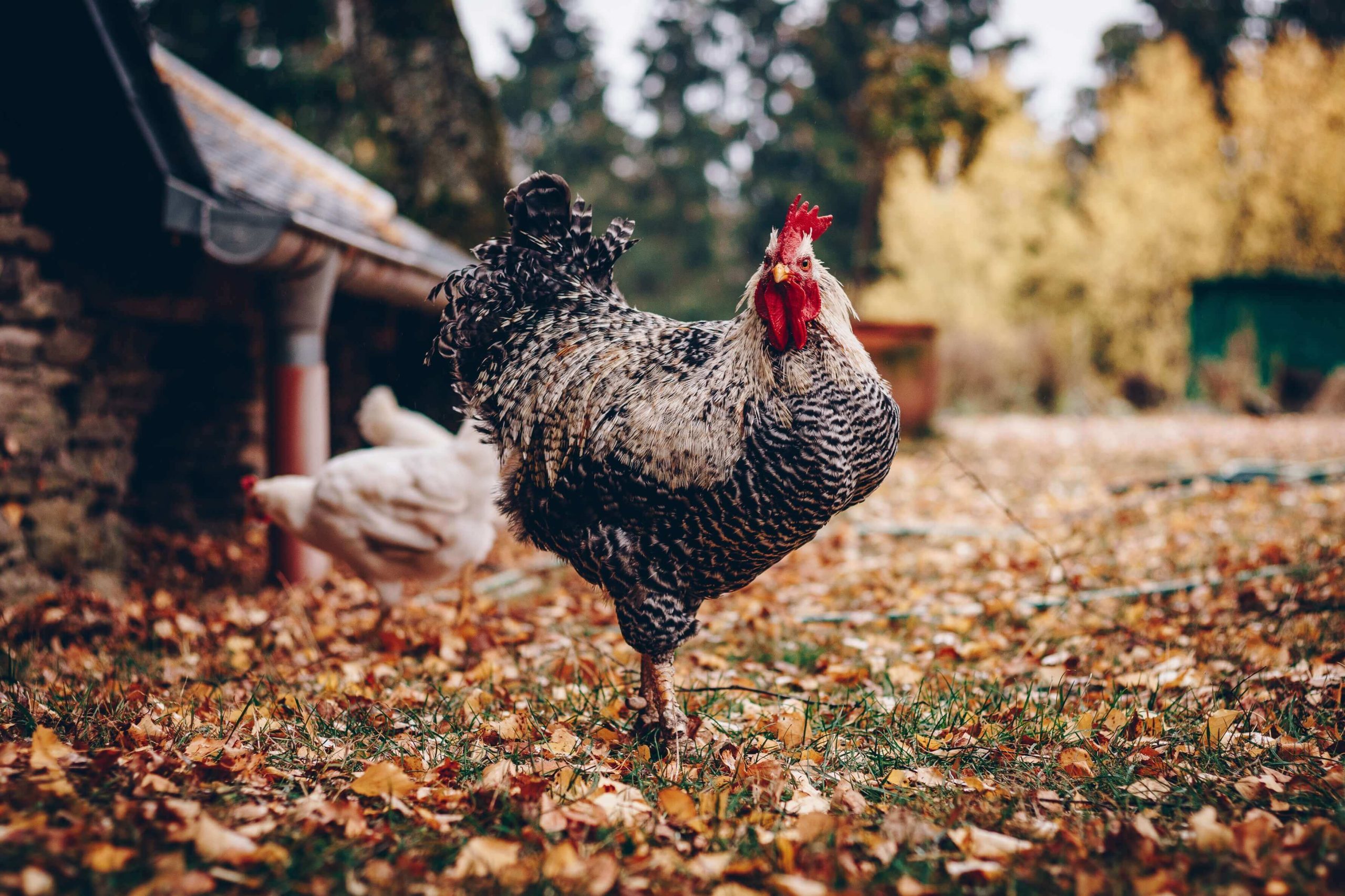 Parasites And Deworming In Backyard Chickens Poultry Health